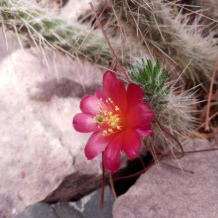 Cabana Flor De Cardon-Juella. Esterno foto