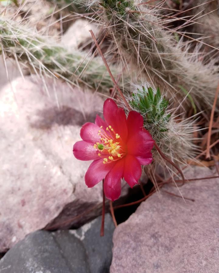 Cabana Flor De Cardon-Juella. Esterno foto