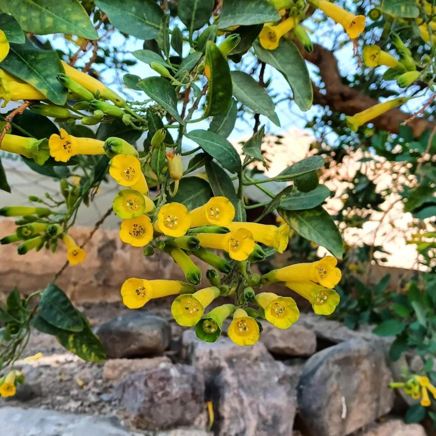 Cabana Flor De Cardon-Juella. Esterno foto